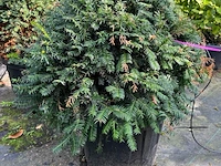 Ca. 15x venijnboom, taxus baccata, bolvorm, wintergroen, ca. 60 cm breed