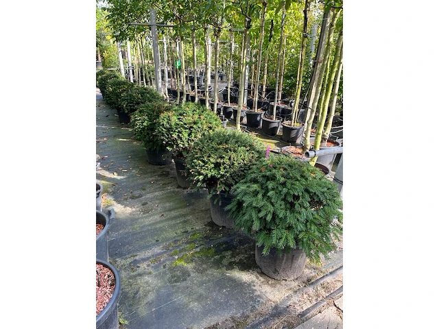 Ca. 15x venijnboom, taxus baccata, bolvorm, wintergroen, ca. 60 cm breed - afbeelding 2 van  2