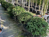 Ca. 15x venijnboom, taxus baccata, bolvorm, wintergroen, ca. 60 cm breed - afbeelding 2 van  2