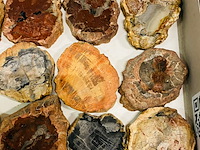 Ca. 15x versteend hout plakken - afbeelding 4 van  7