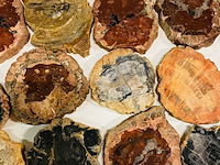 Ca. 15x versteend hout plakken - afbeelding 5 van  7