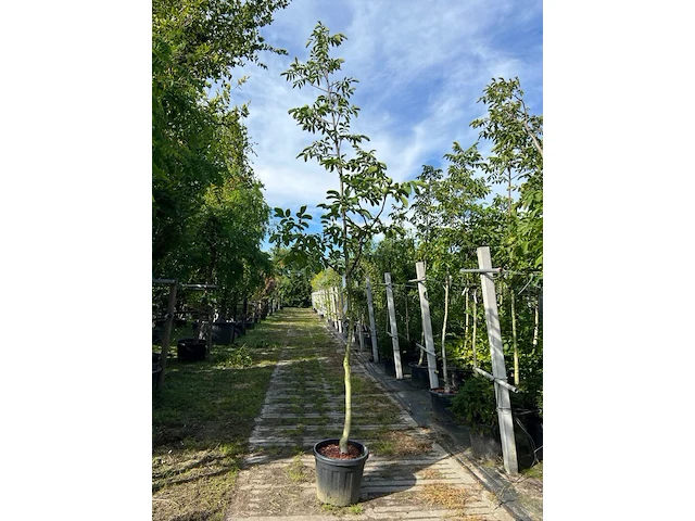 Ca. 15x walnotenboom, juglans 'chandler', vruchtboom, vruchtdragend, ca. 3.5 m hoog - afbeelding 1 van  3
