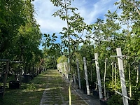 Ca. 15x walnotenboom, juglans 'chandler', vruchtboom, vruchtdragend, ca. 3.5 m hoog