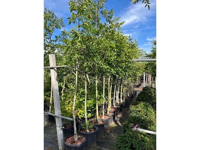 Ca. 15x walnotenboom, juglans 'chandler', vruchtboom, vruchtdragend, ca. 3.5 m hoog - afbeelding 2 van  3