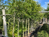 Ca. 15x walnotenboom, juglans 'chandler', vruchtboom, vruchtdragend, ca. 3.5 m hoog - afbeelding 2 van  3