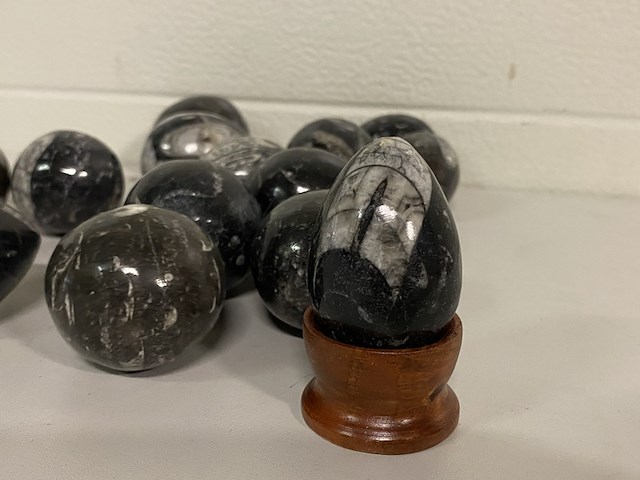 Ca. 16x orthoceras ei - afbeelding 3 van  4