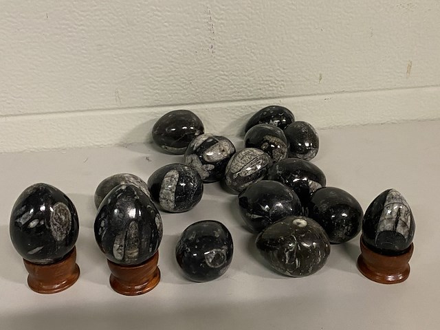 Ca. 16x orthoceras ei - afbeelding 4 van  4