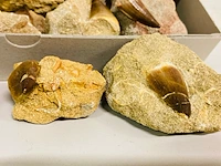 Ca. 17x mosasaurus tanden in matrix - afbeelding 2 van  7