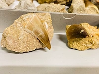 Ca. 17x mosasaurus tanden in matrix - afbeelding 3 van  7