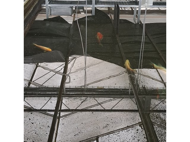 Ca. 18x koi karper - afbeelding 2 van  10