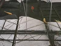 Ca. 18x koi karper - afbeelding 2 van  10