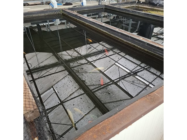 Ca. 18x koi karper - afbeelding 3 van  10