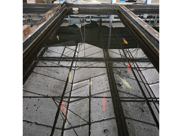 Ca. 18x koi karper - afbeelding 4 van  10