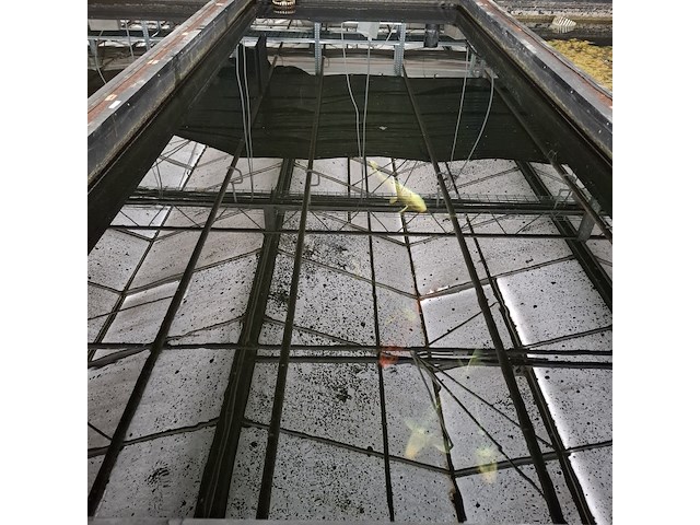 Ca. 18x koi karper - afbeelding 5 van  10