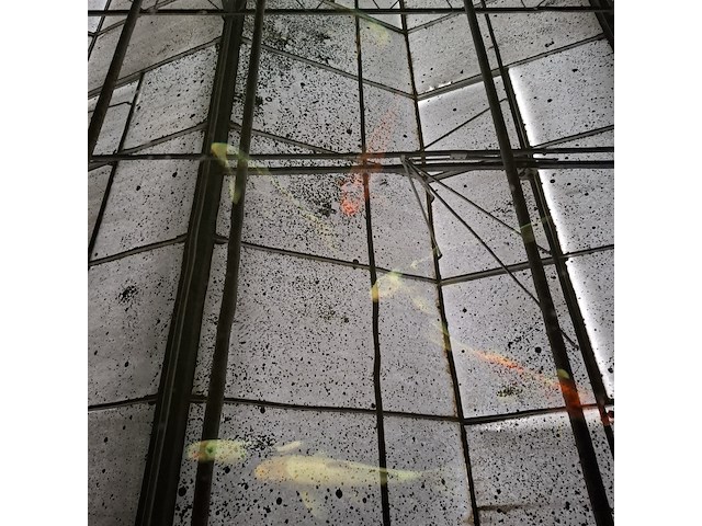 Ca. 18x koi karper - afbeelding 6 van  10