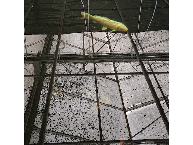 Ca. 18x koi karper - afbeelding 7 van  10