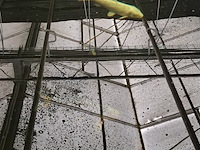 Ca. 18x koi karper - afbeelding 7 van  10