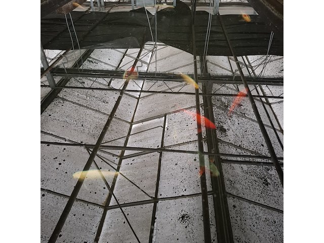 Ca. 18x koi karper - afbeelding 8 van  10