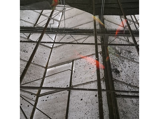 Ca. 18x koi karper - afbeelding 10 van  10