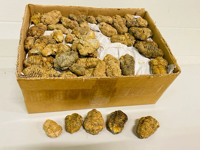 Ca. 200x trilobieten - afbeelding 1 van  5