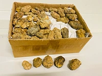 Ca. 200x trilobieten