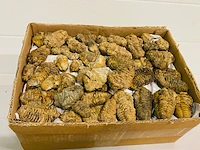 Ca. 200x trilobieten - afbeelding 3 van  5