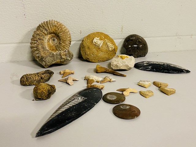 Ca. 20x diverse fossielen - afbeelding 1 van  5