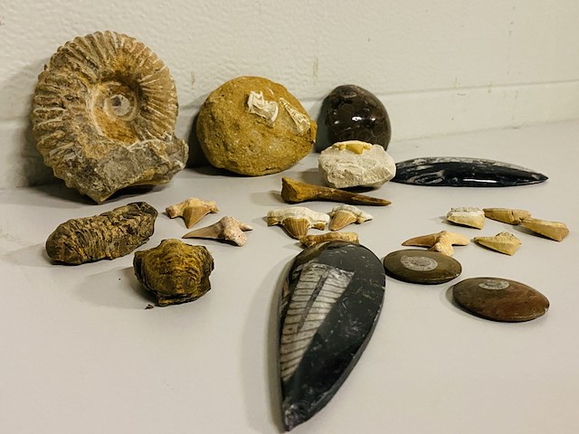 Ca. 20x diverse fossielen - afbeelding 2 van  5