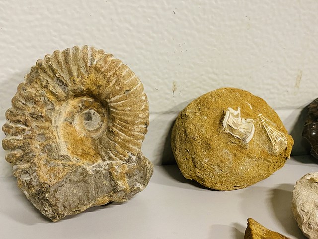 Ca. 20x diverse fossielen - afbeelding 3 van  5