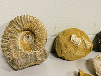 Ca. 20x diverse fossielen - afbeelding 3 van  5