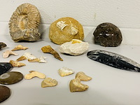 Ca. 20x diverse fossielen - afbeelding 4 van  5