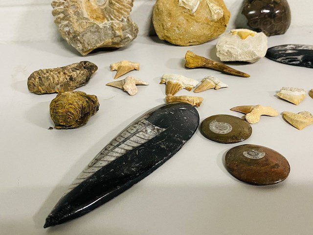 Ca. 20x diverse fossielen - afbeelding 5 van  5