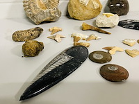 Ca. 20x diverse fossielen - afbeelding 5 van  5