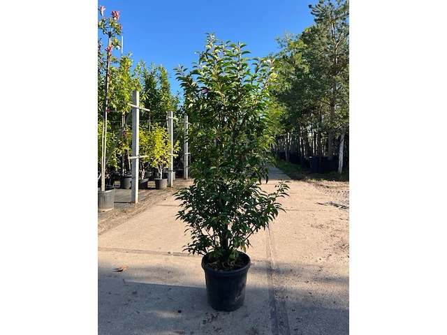 Ca. 20x portugese laurier, prunus lusitanica, haagplant, wintergroen, ca. 75-125 cm hoog - afbeelding 1 van  2