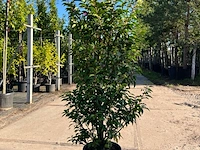 Ca. 20x portugese laurier, prunus lusitanica, haagplant, wintergroen, ca. 75-125 cm hoog