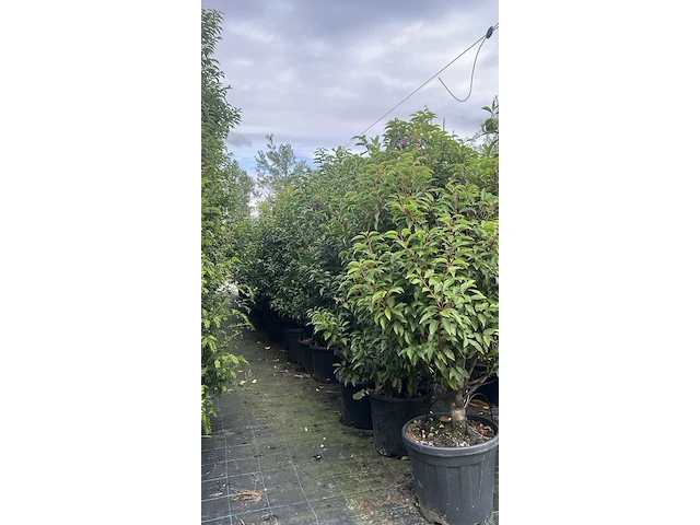 Ca. 20x portugese laurier, prunus lusitanica, haagplant, wintergroen, ca. 75-125 cm hoog - afbeelding 2 van  2
