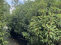 Ca. 20x portugese laurier, prunus lusitanica, haagplant, wintergroen, ca. 75-125 cm hoog - afbeelding 2 van  2