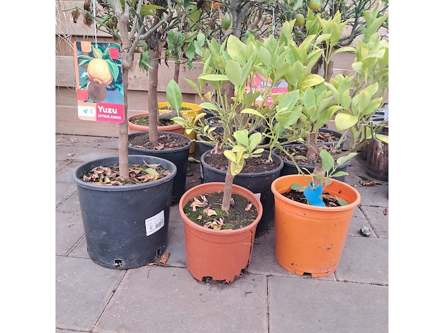 Ca. 23x fruitboompjes - afbeelding 2 van  15