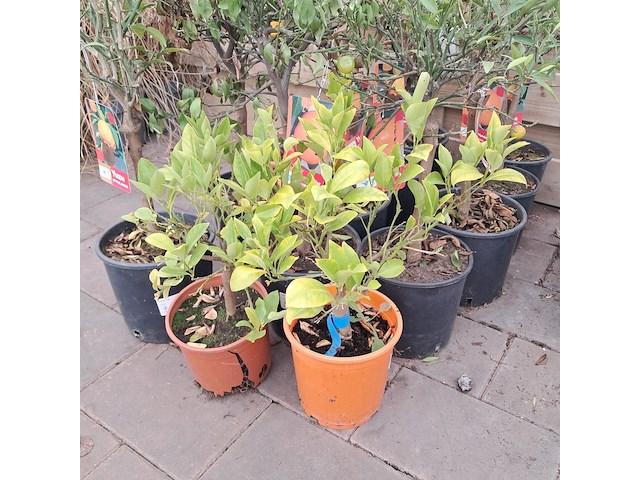 Ca. 23x fruitboompjes - afbeelding 3 van  15