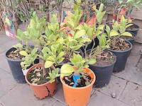 Ca. 23x fruitboompjes - afbeelding 3 van  15