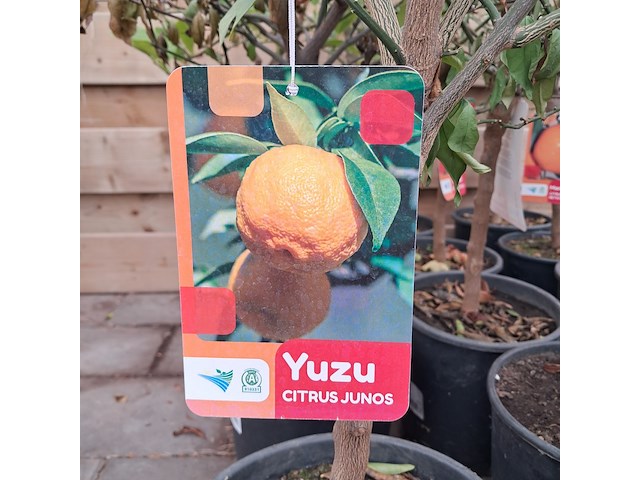 Ca. 23x fruitboompjes - afbeelding 4 van  15