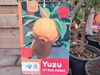 Ca. 23x fruitboompjes - afbeelding 4 van  15