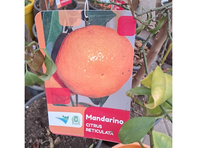 Ca. 23x fruitboompjes - afbeelding 5 van  15