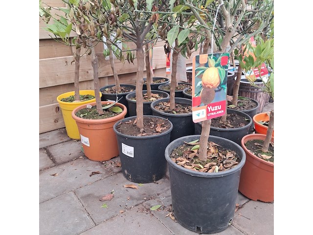 Ca. 23x fruitboompjes - afbeelding 6 van  15