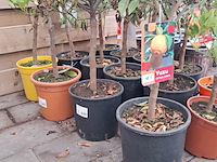 Ca. 23x fruitboompjes - afbeelding 6 van  15