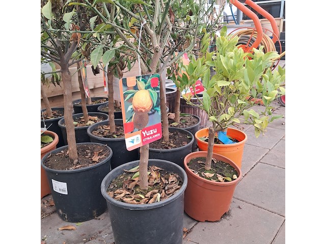 Ca. 23x fruitboompjes - afbeelding 7 van  15