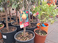 Ca. 23x fruitboompjes - afbeelding 7 van  15