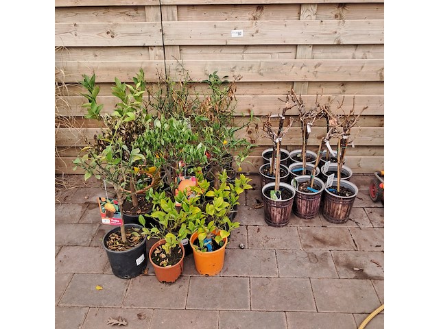 Ca. 23x fruitboompjes - afbeelding 1 van  15