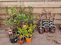 Ca. 23x fruitboompjes - afbeelding 1 van  15