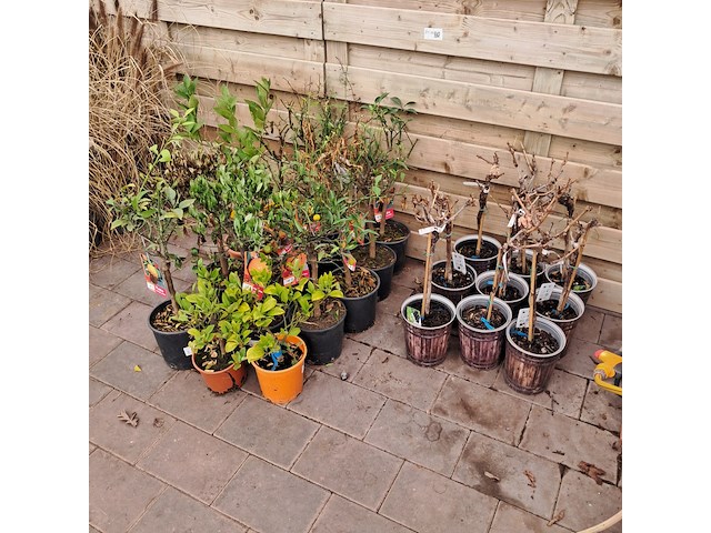 Ca. 23x fruitboompjes - afbeelding 8 van  15